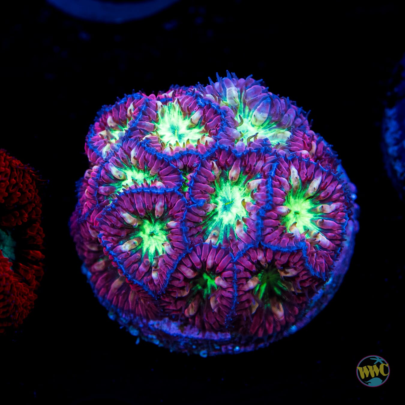 WWC Twilight Merletti Blastomussa