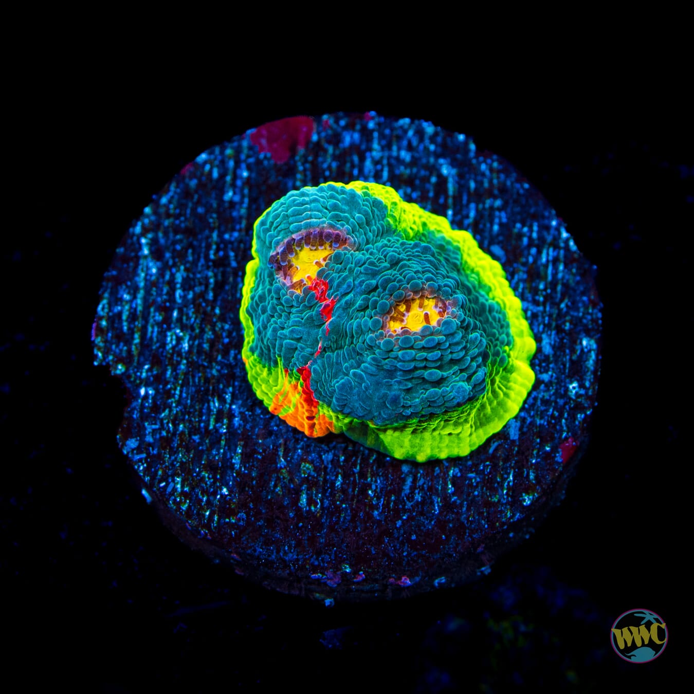 WWC Masterpiece Rainbow Chalice