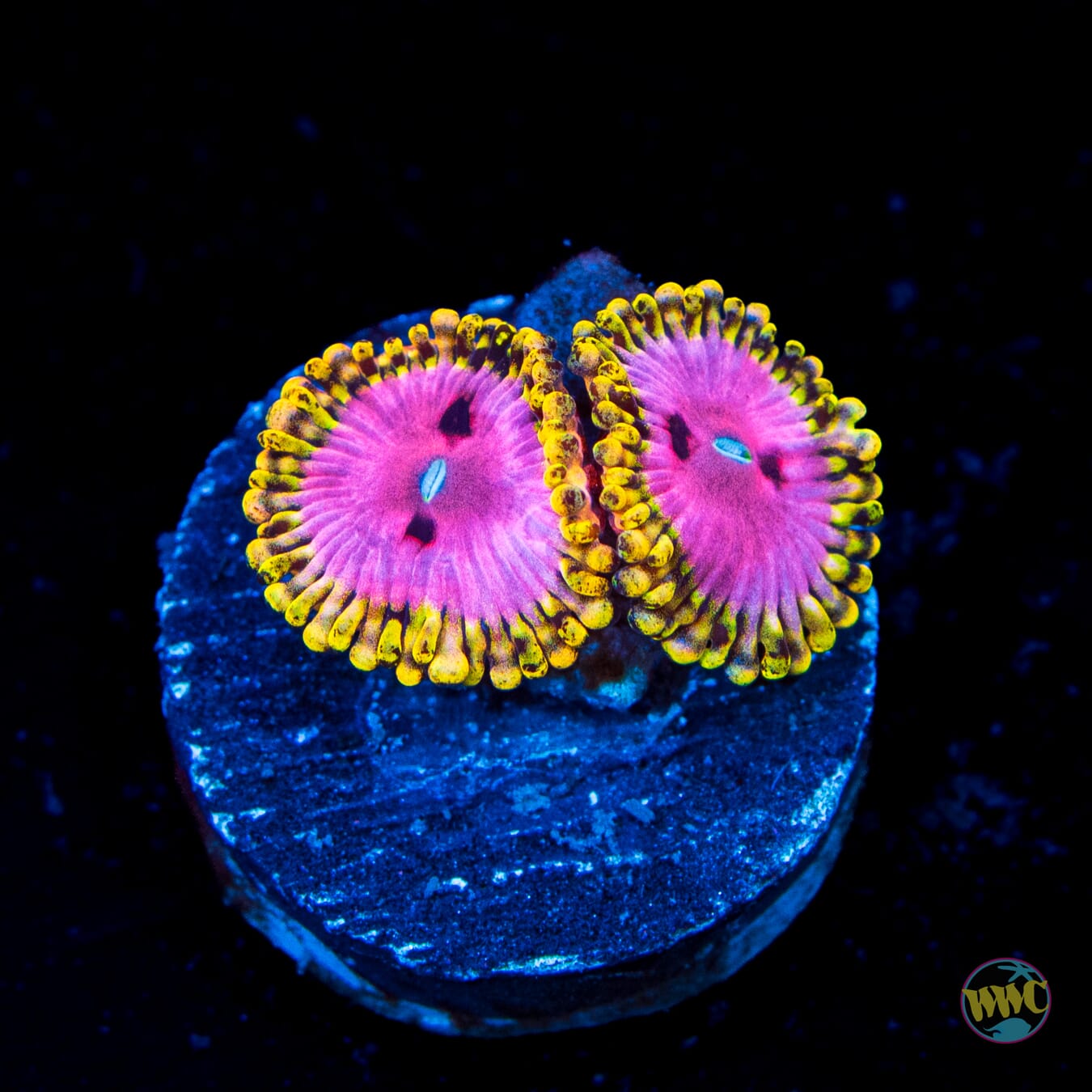 RR Pink Diamond Zoanthids