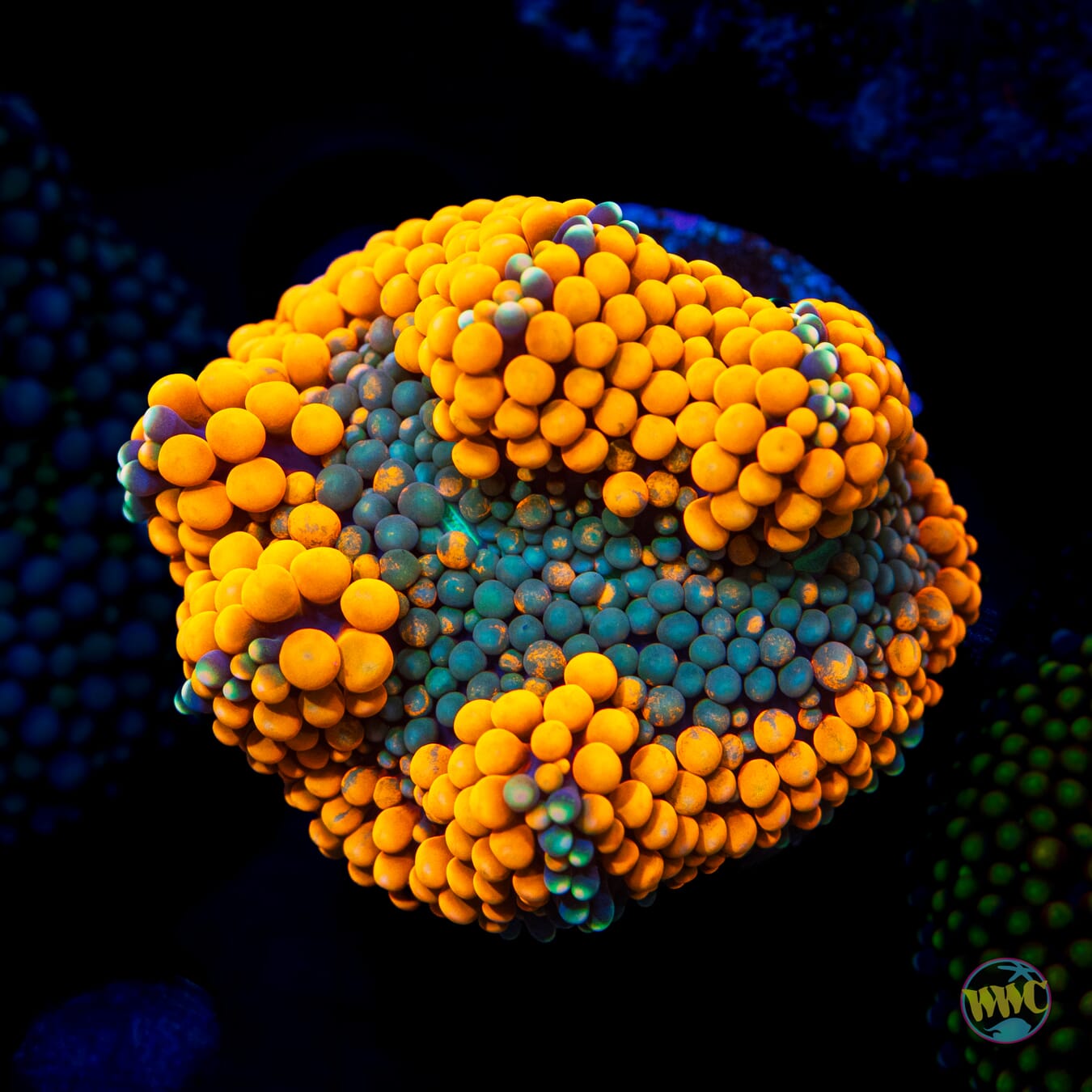 Fresh Squeezed Ricordea Mushroom