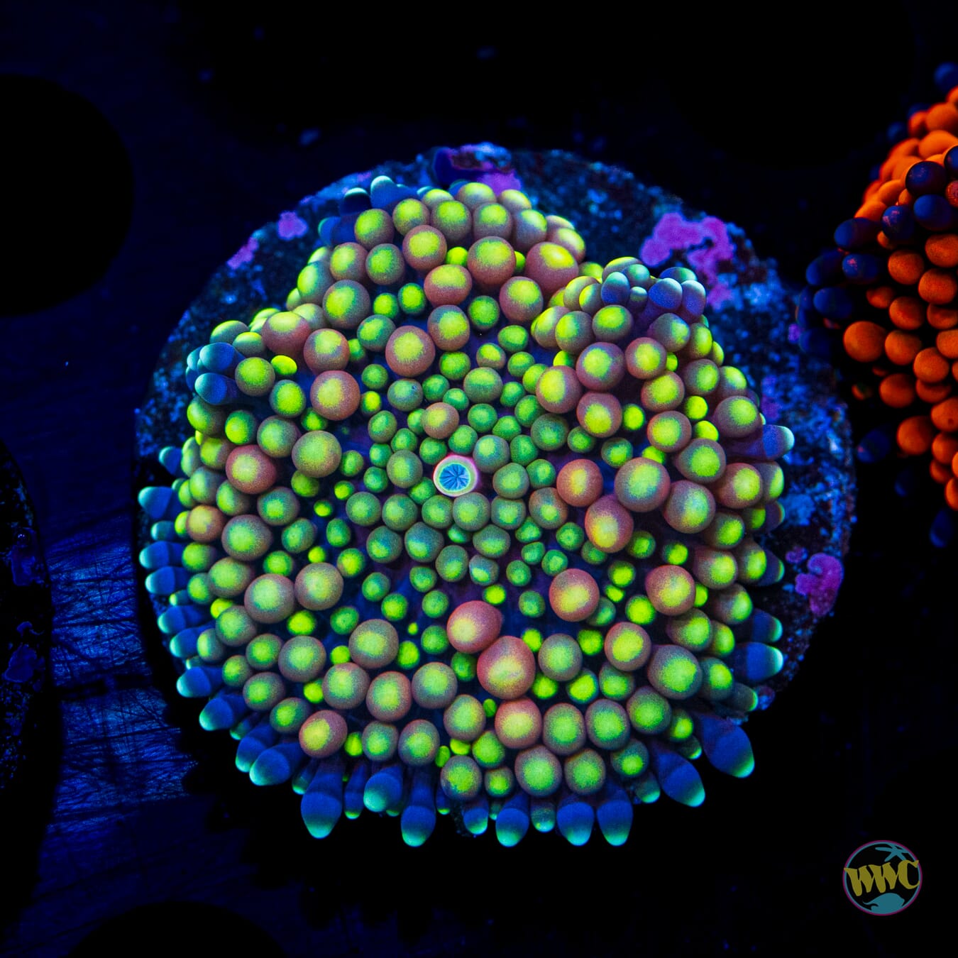 Tranquility Ricordea Mushroom