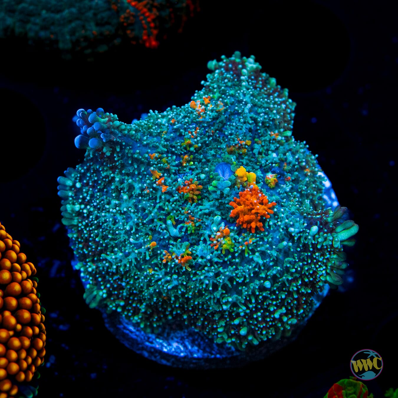 Frozen Fury Carpet Mushroom