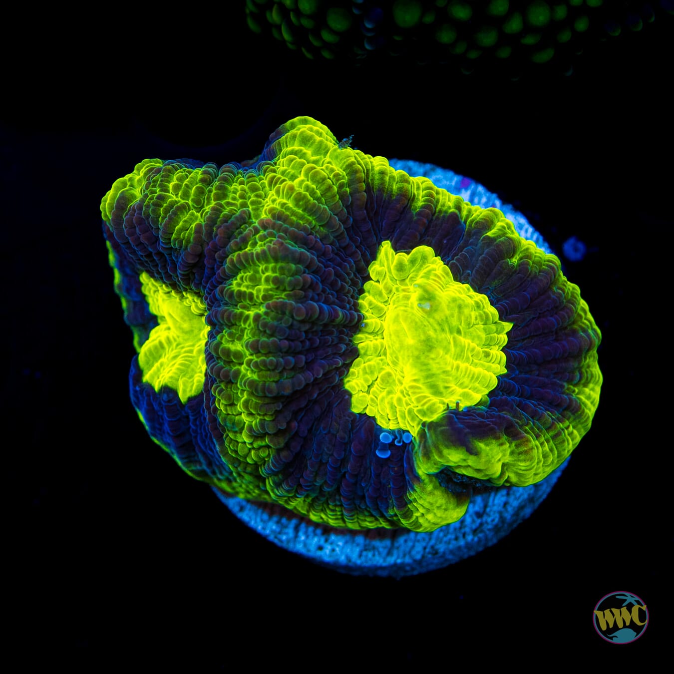 Radioactive Goniastrea