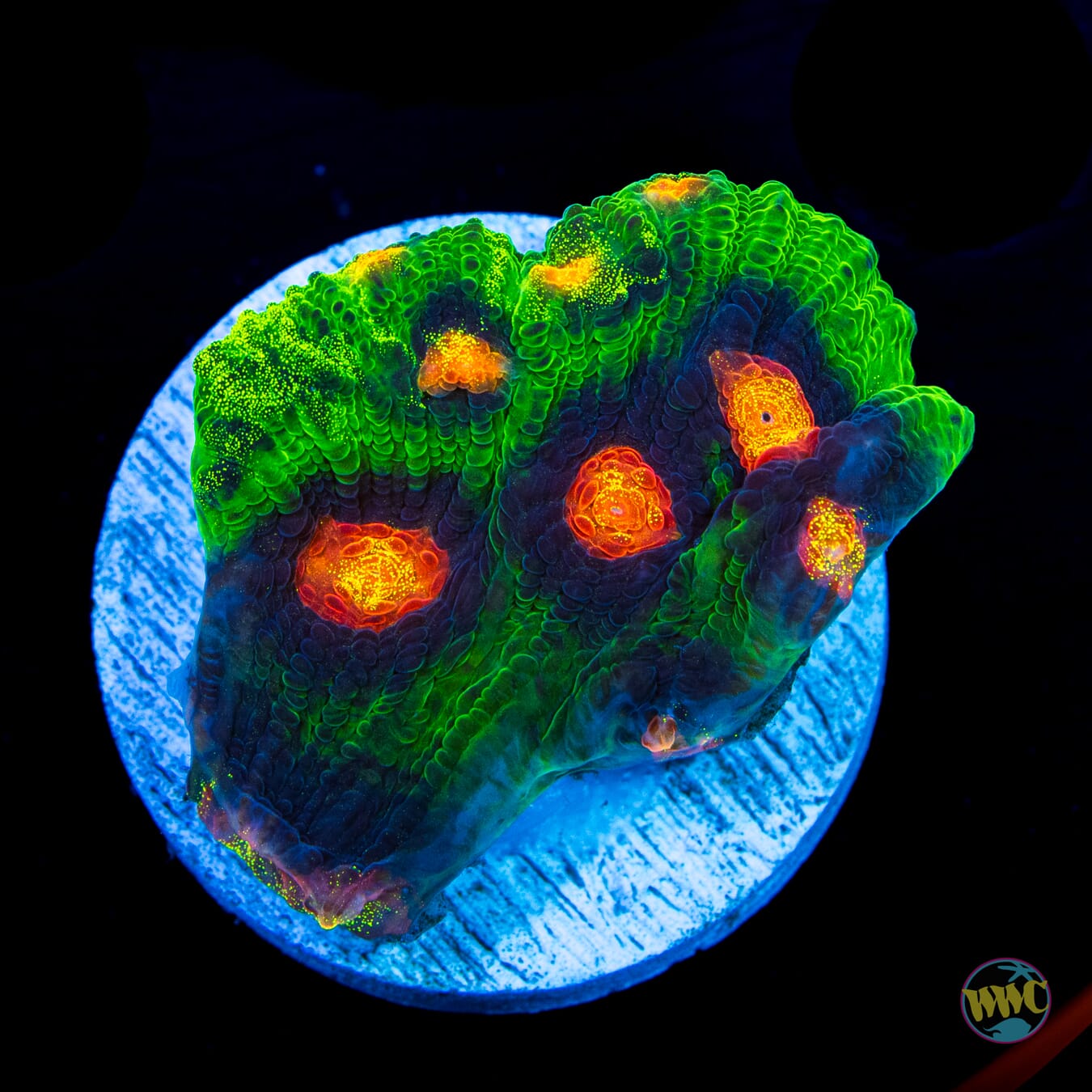 Jason Fox Raja Rampage Chalice