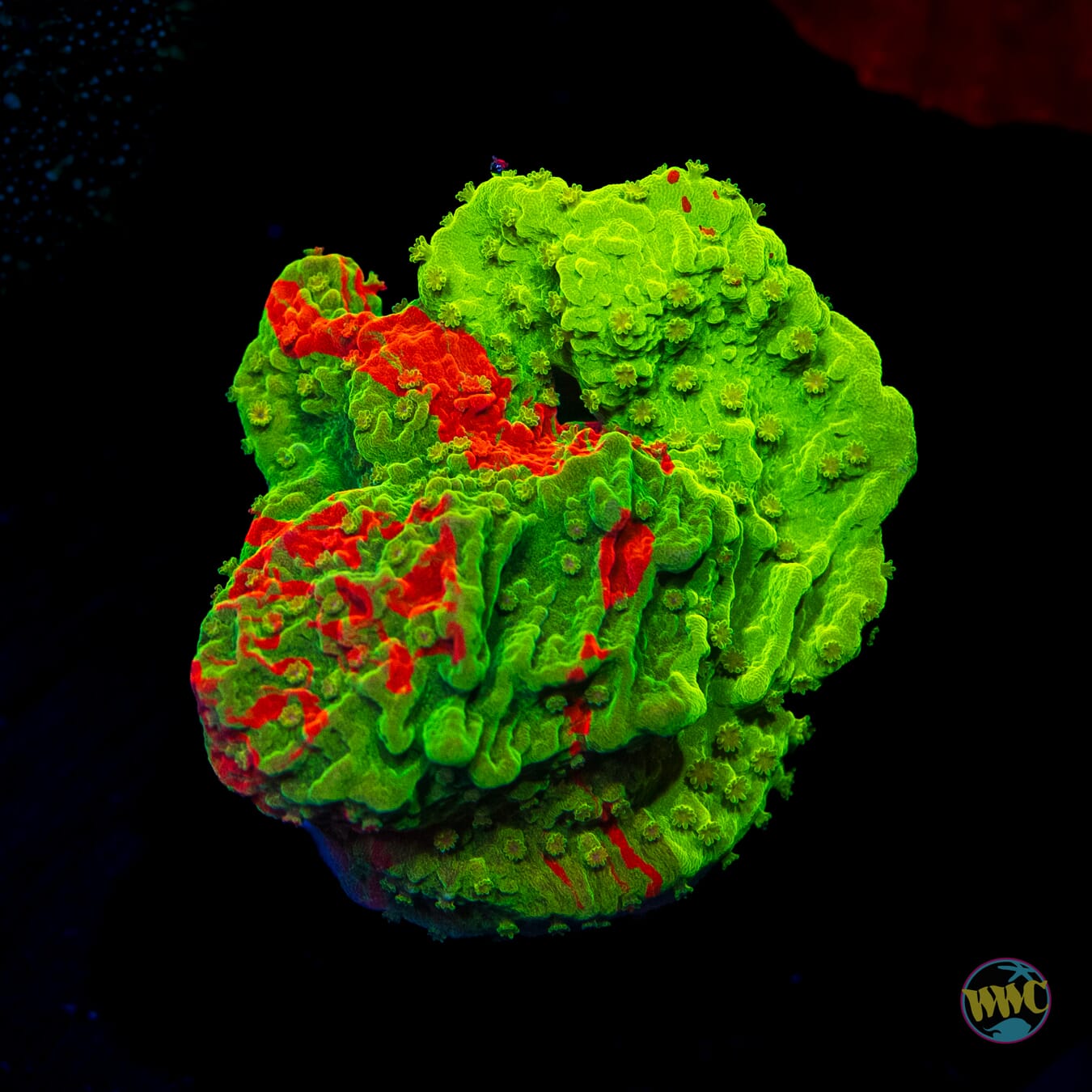 WWC Triple Threat Grafted Montipora