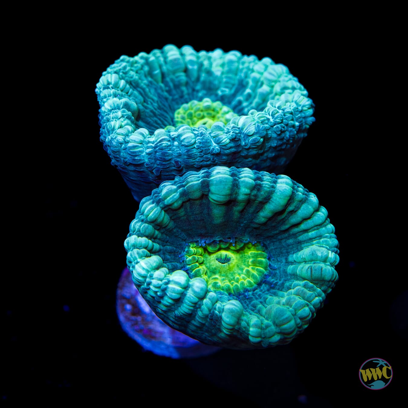 Turquoise Candy Cane Coral - Daylight Photo