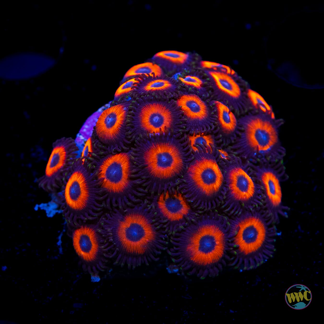 WWC Red Bull Zoanthids - Daylight Photo