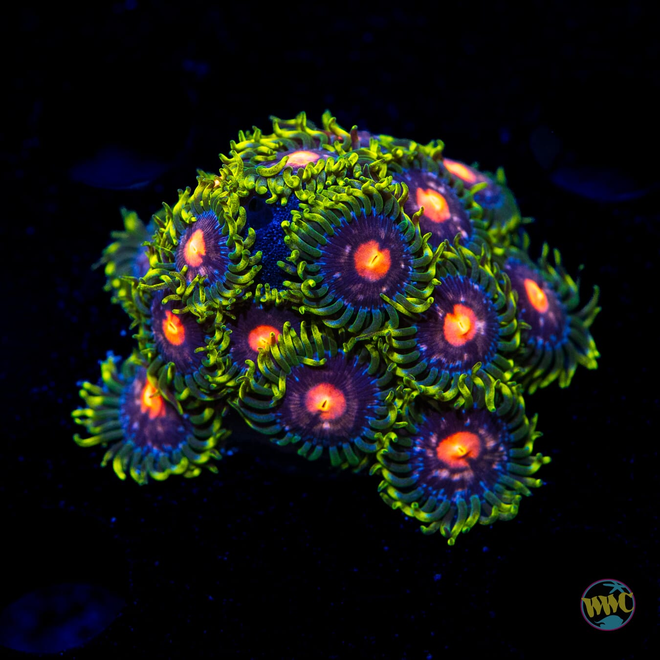 WWC Sweet Tooth Zoanthids - Daylight Photo