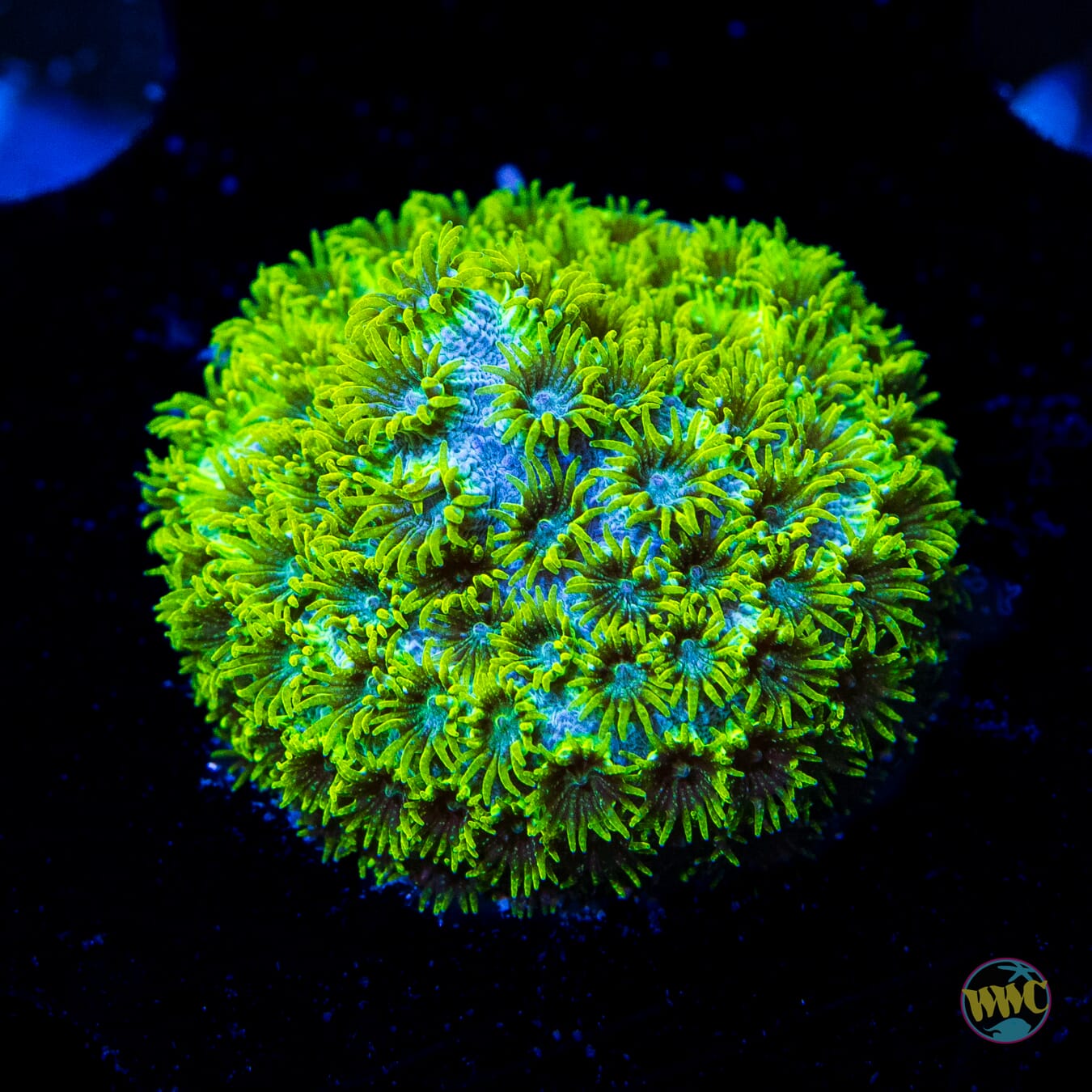 WWC Leafy Greens Cyphastrea - Daylight Photo