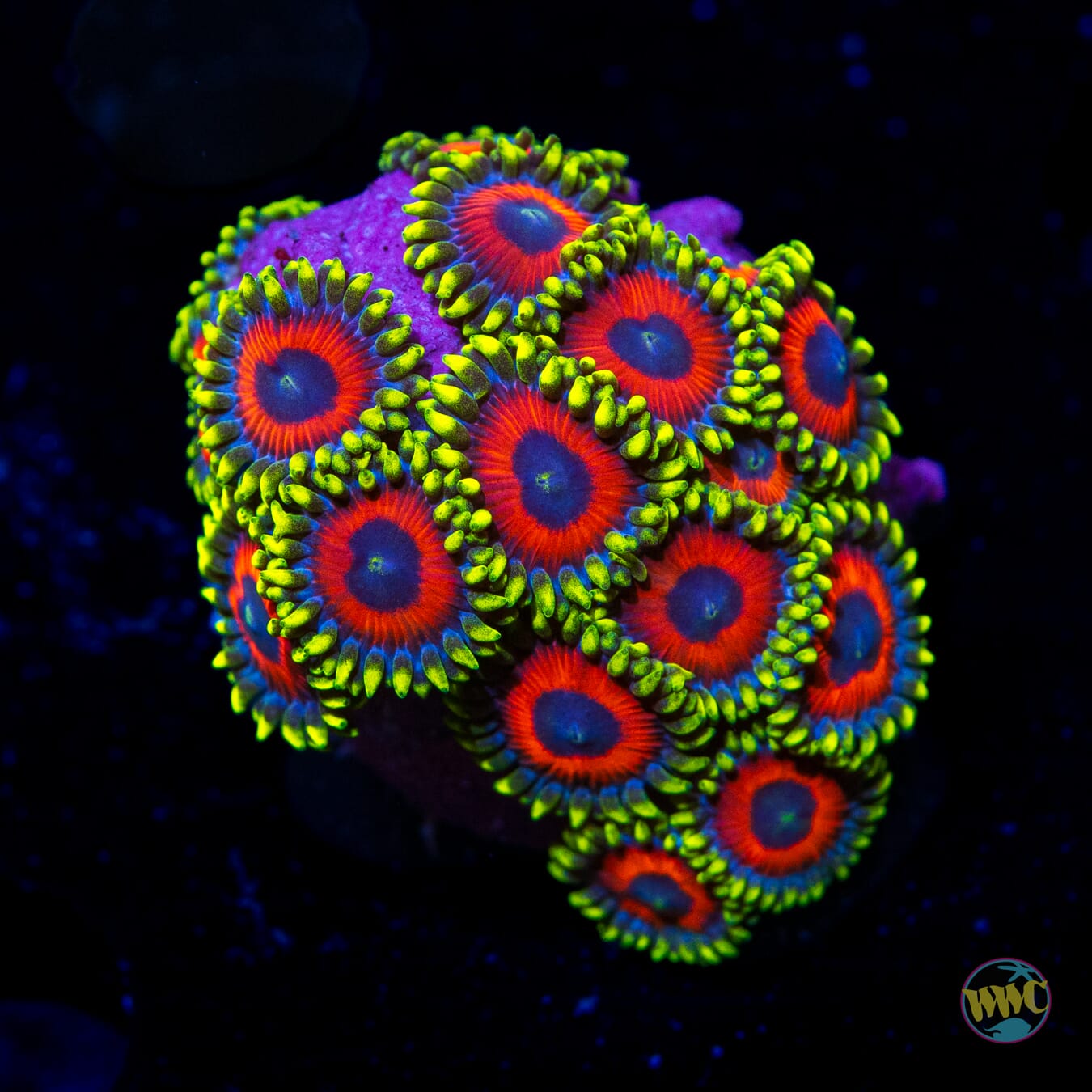 Eagle Eye Zoanthids - Daylight Photo