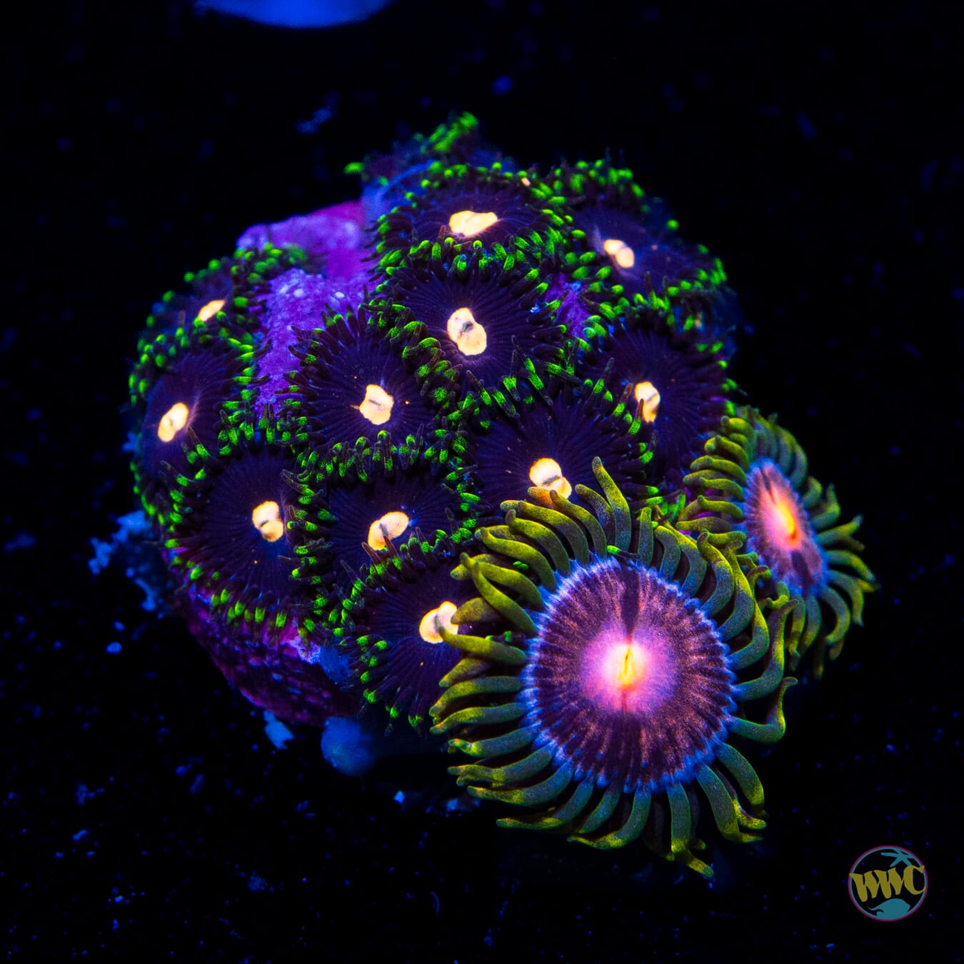 WWC Fortune Cookie and Sweet Tooth Combo Zoanthids - Daylight Photo