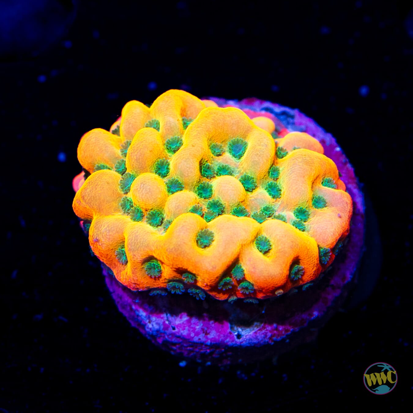 Jason Fox Beach Bum Montipora - Daylight Photo