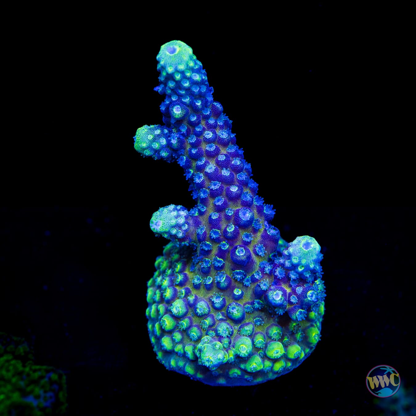 WWC Nuclear Grapes Acropora - Daylight Photo