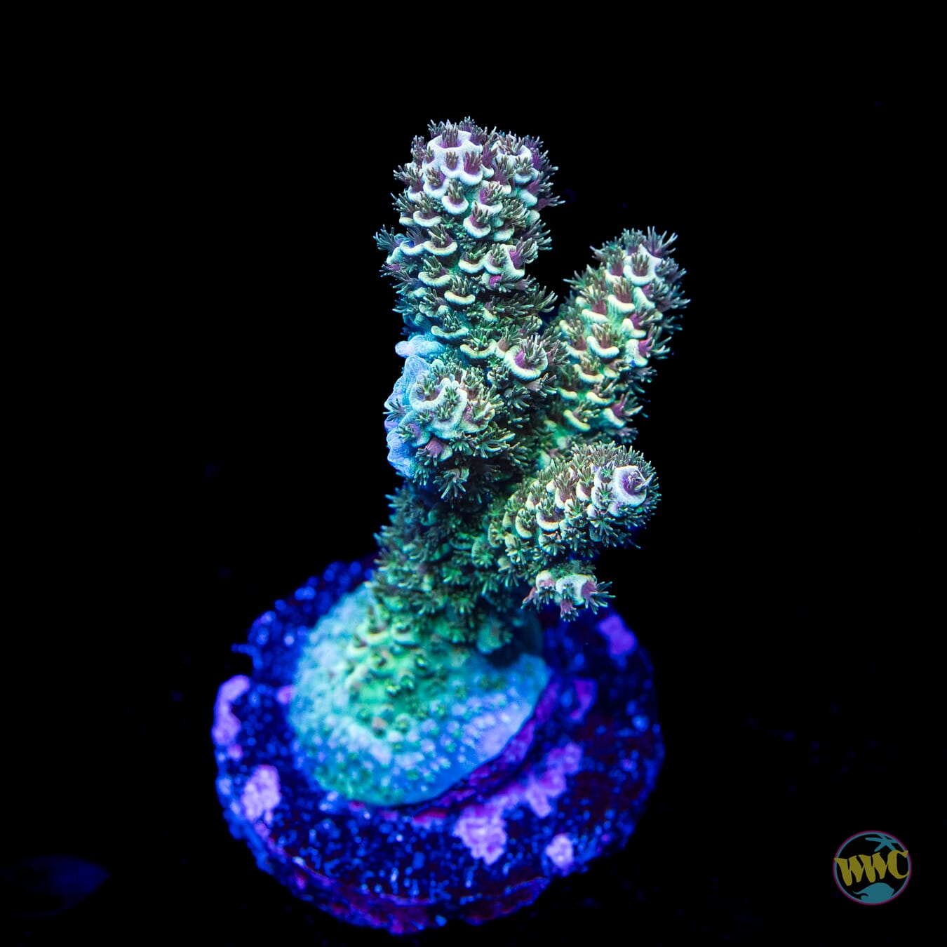 Solomon Candy Apple Mille Acropora - Daylight Photo