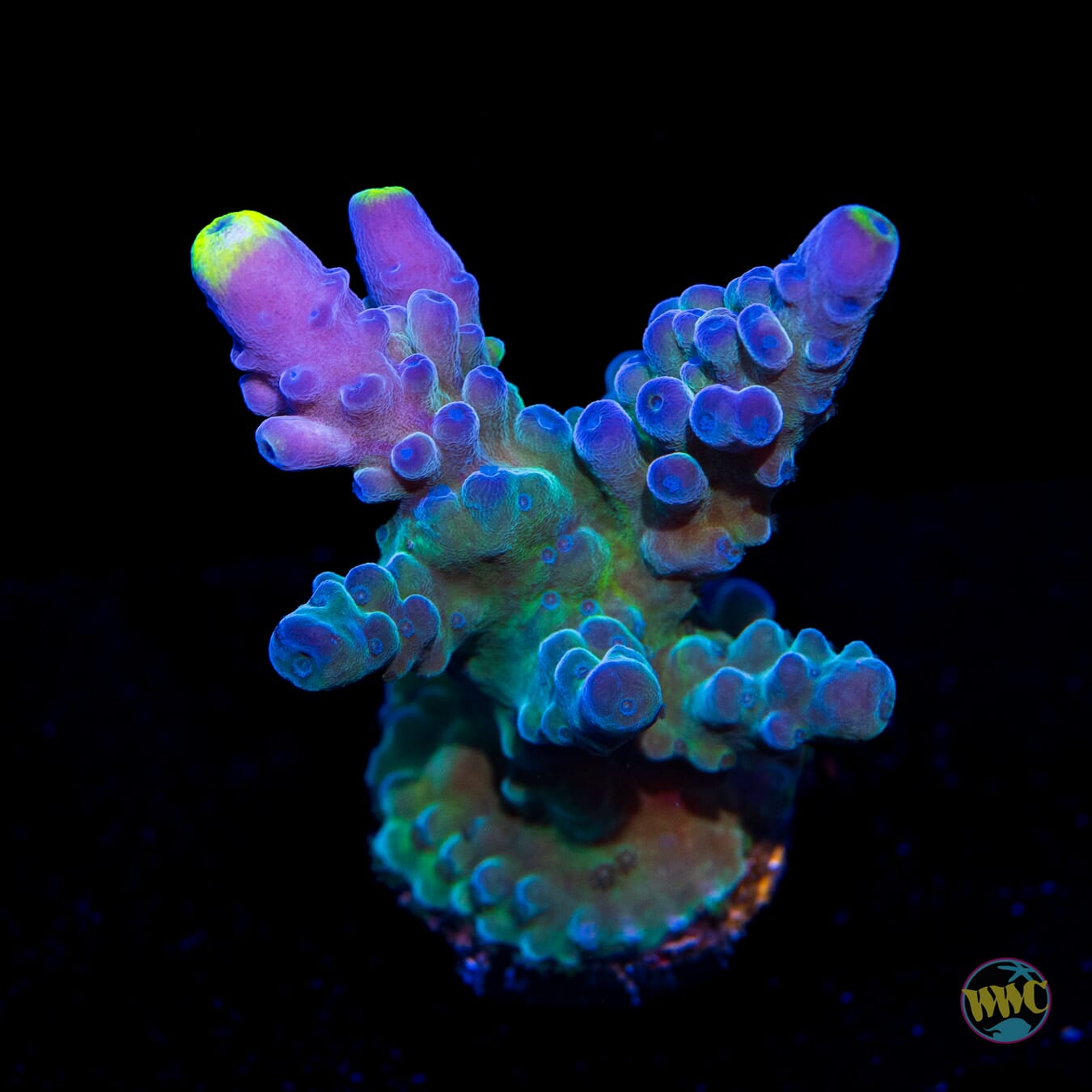 WWC Yellow Tips Austera Acropora - Daylight Photo