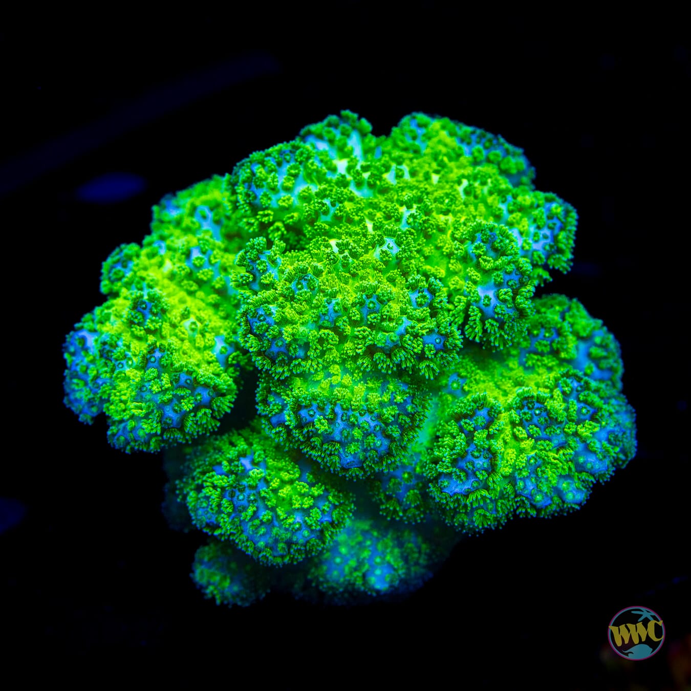 WWC She-Hulk Pocillopora - Daylight Photo