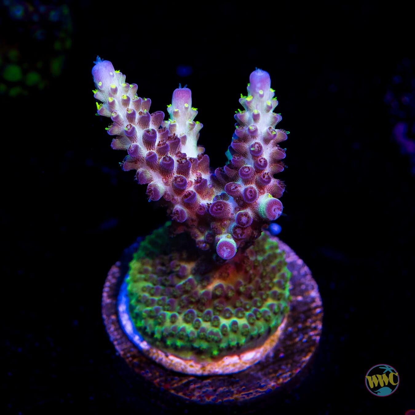 WWC Black Widow Baby Acropora - Daylight Photo