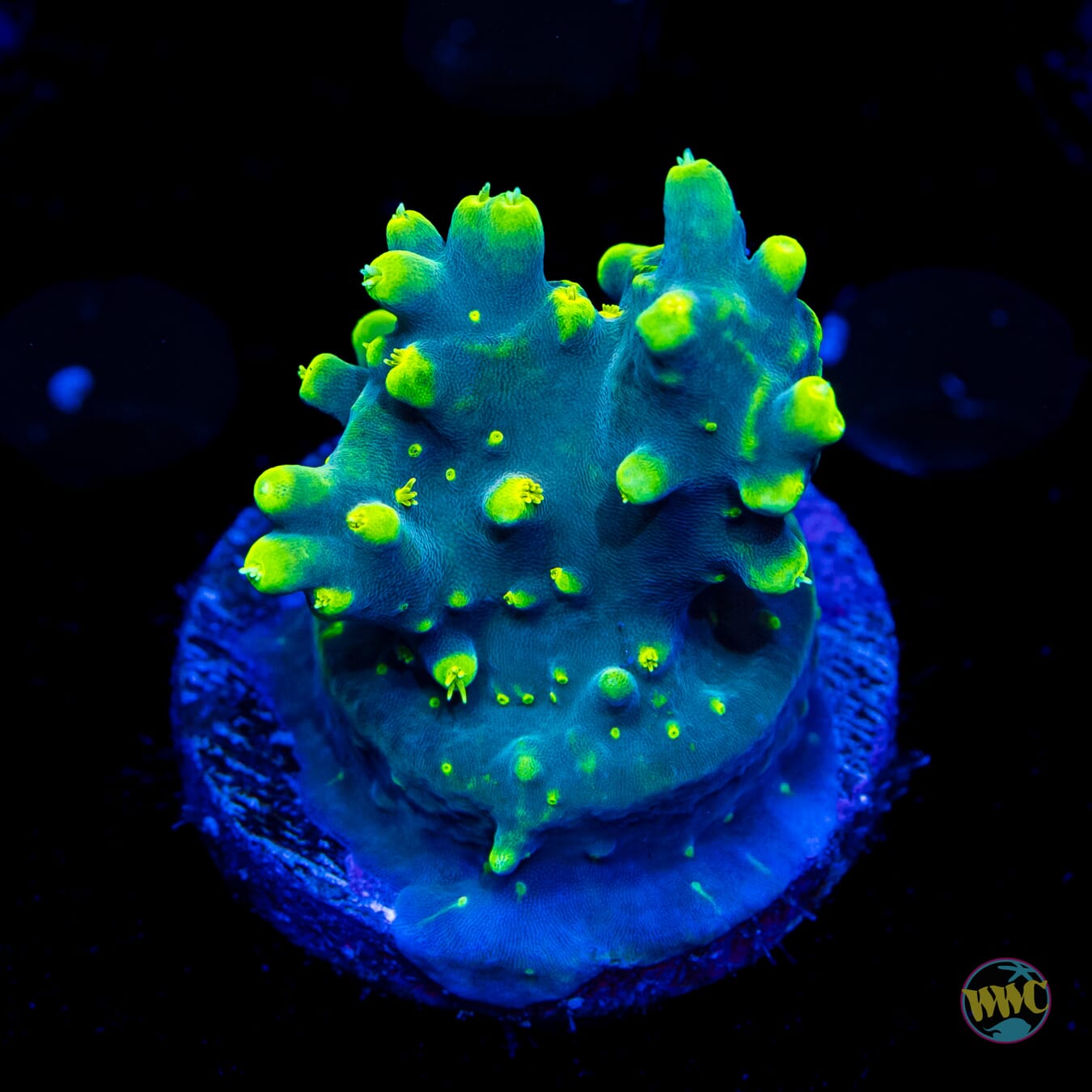 WWC Yodaz Acropora - Daylight Photo