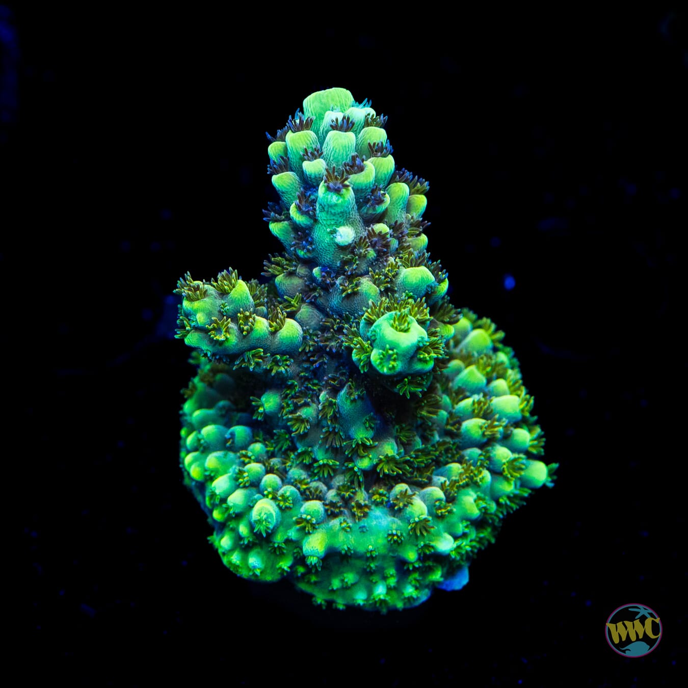 Cash Cow Acropora - Daylight Photo