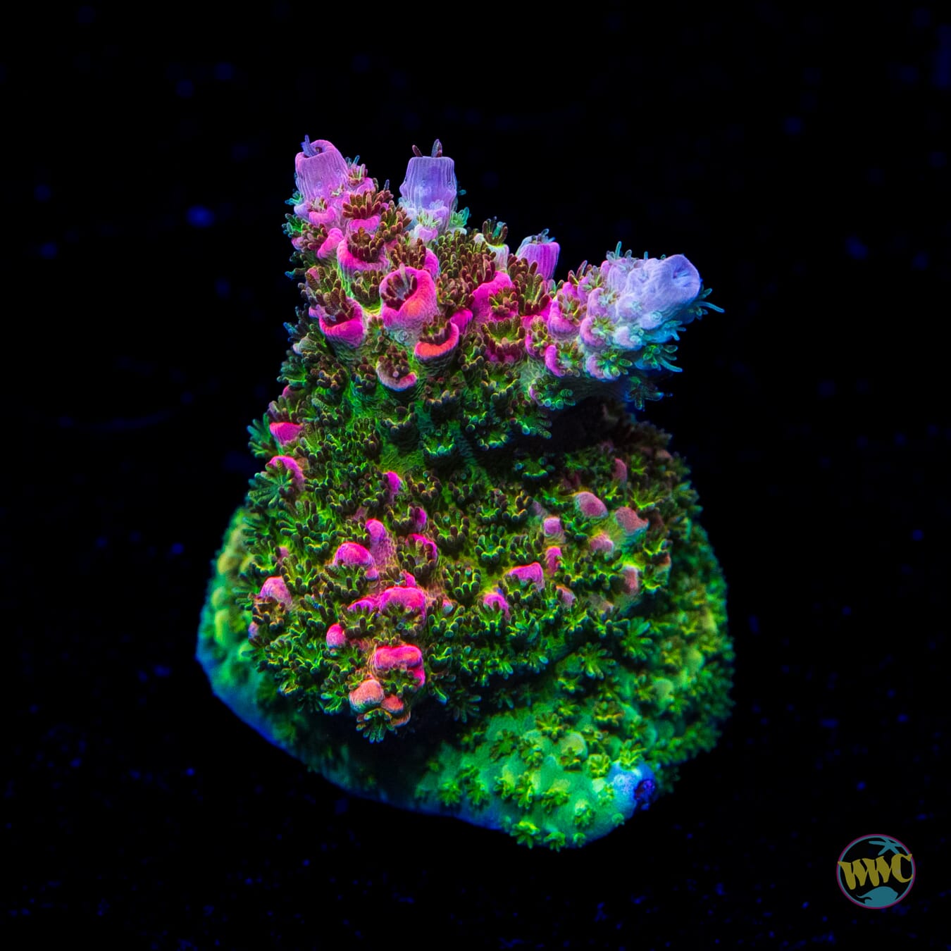 WWC Jello Shot Acropora - Daylight Photo