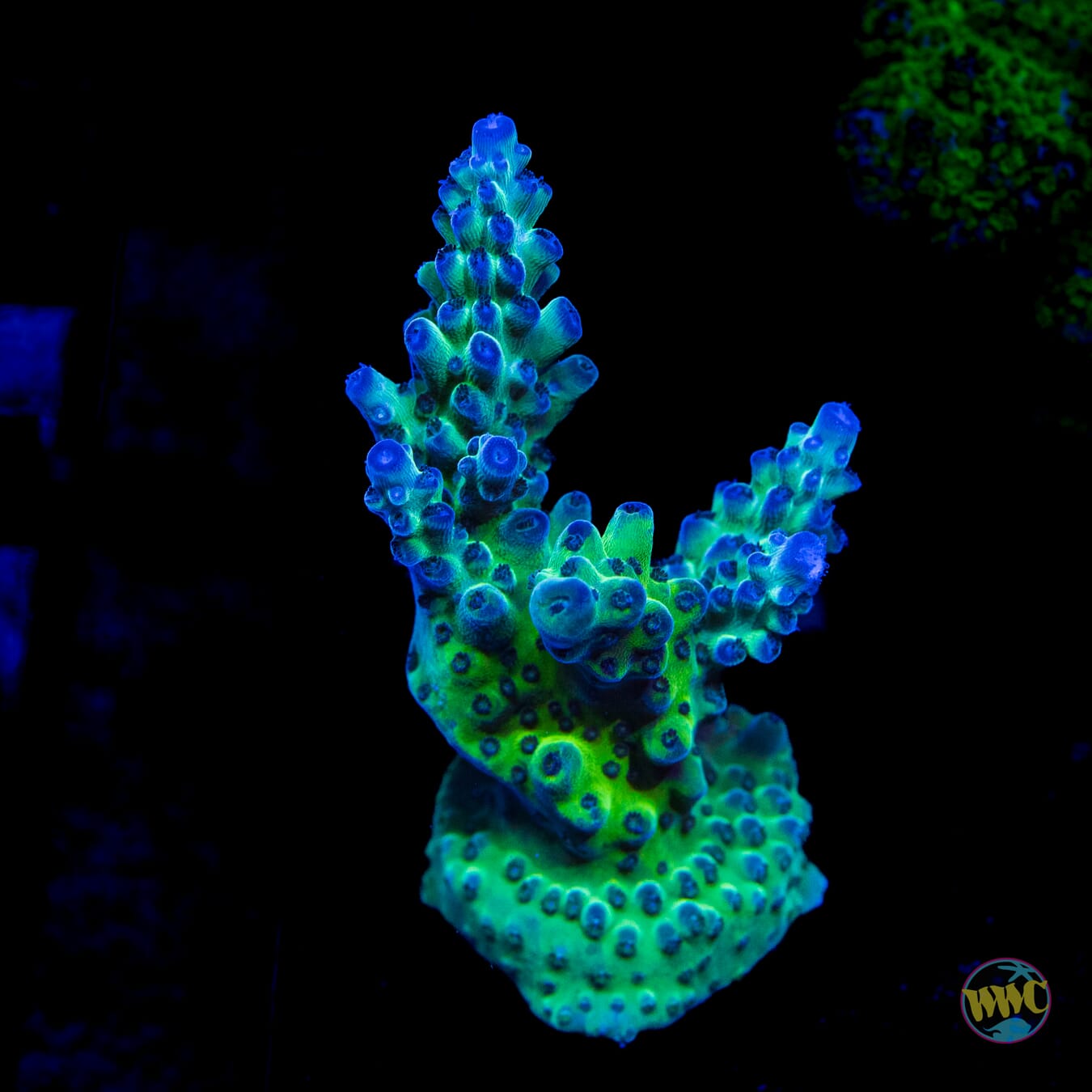 WWC Dolla Tree Acropora - Daylight Photo