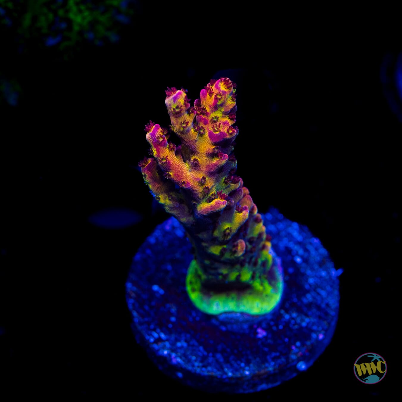 PC Rainbow Acropora - Daylight Photo