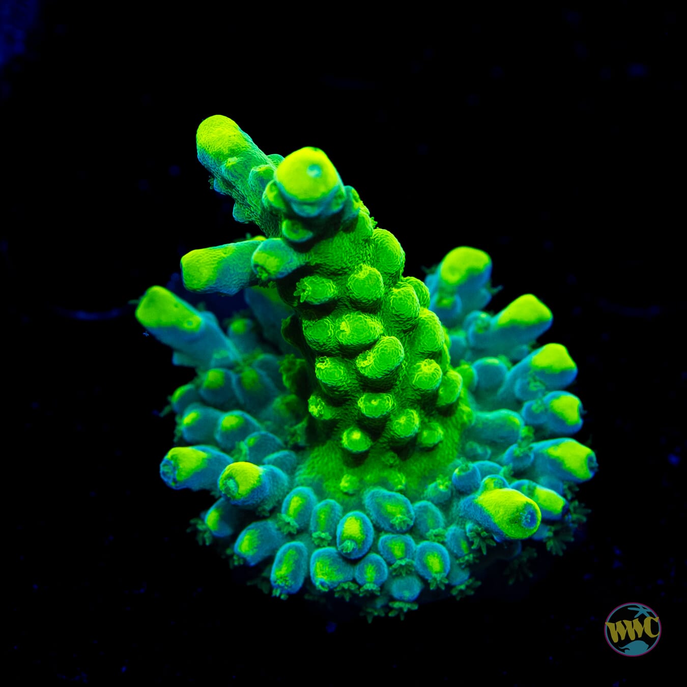 WWC Yellow Austera Acropora - Daylight Photo