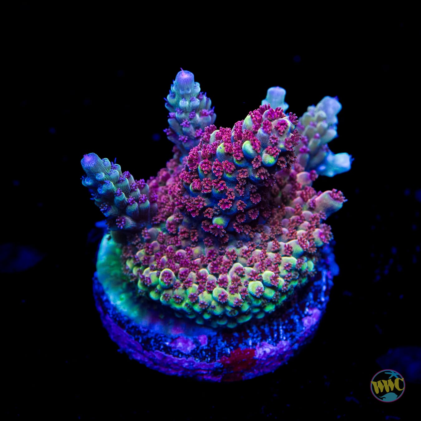 Ace of Spades Acropora - Daylight Photo