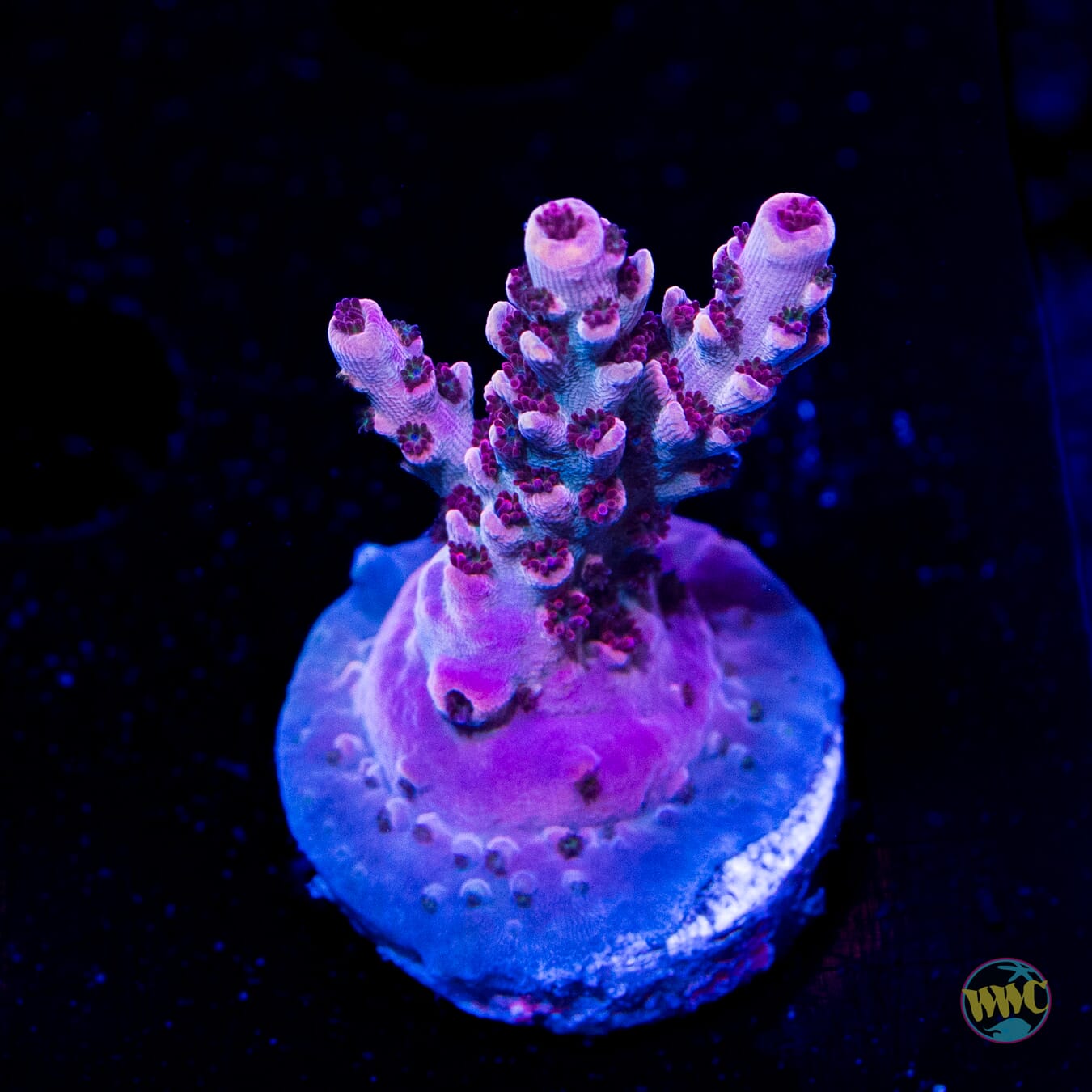 WWC Pyromaniac Acropora - Daylight Photo