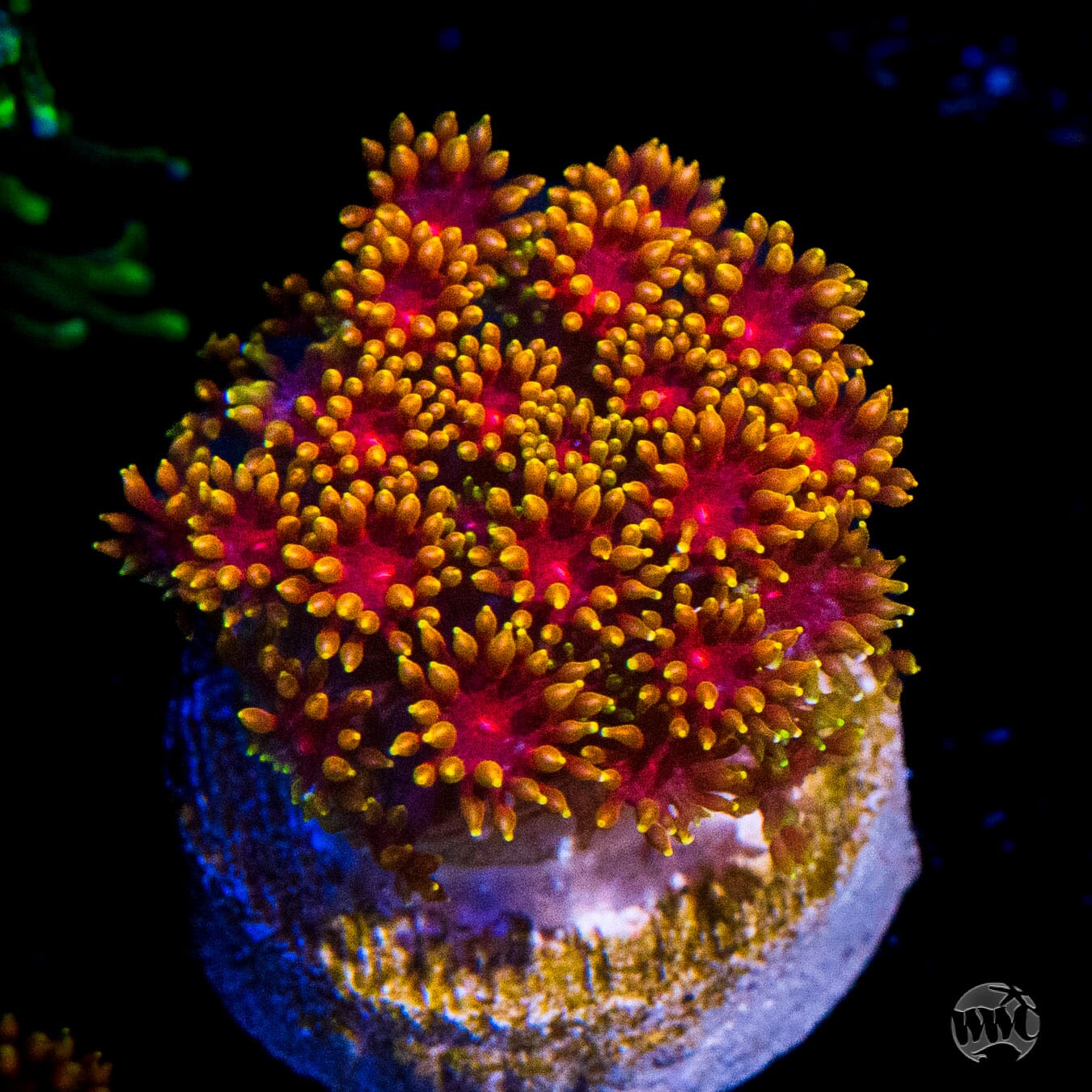 Mai Tai Micro Goniopora Coral