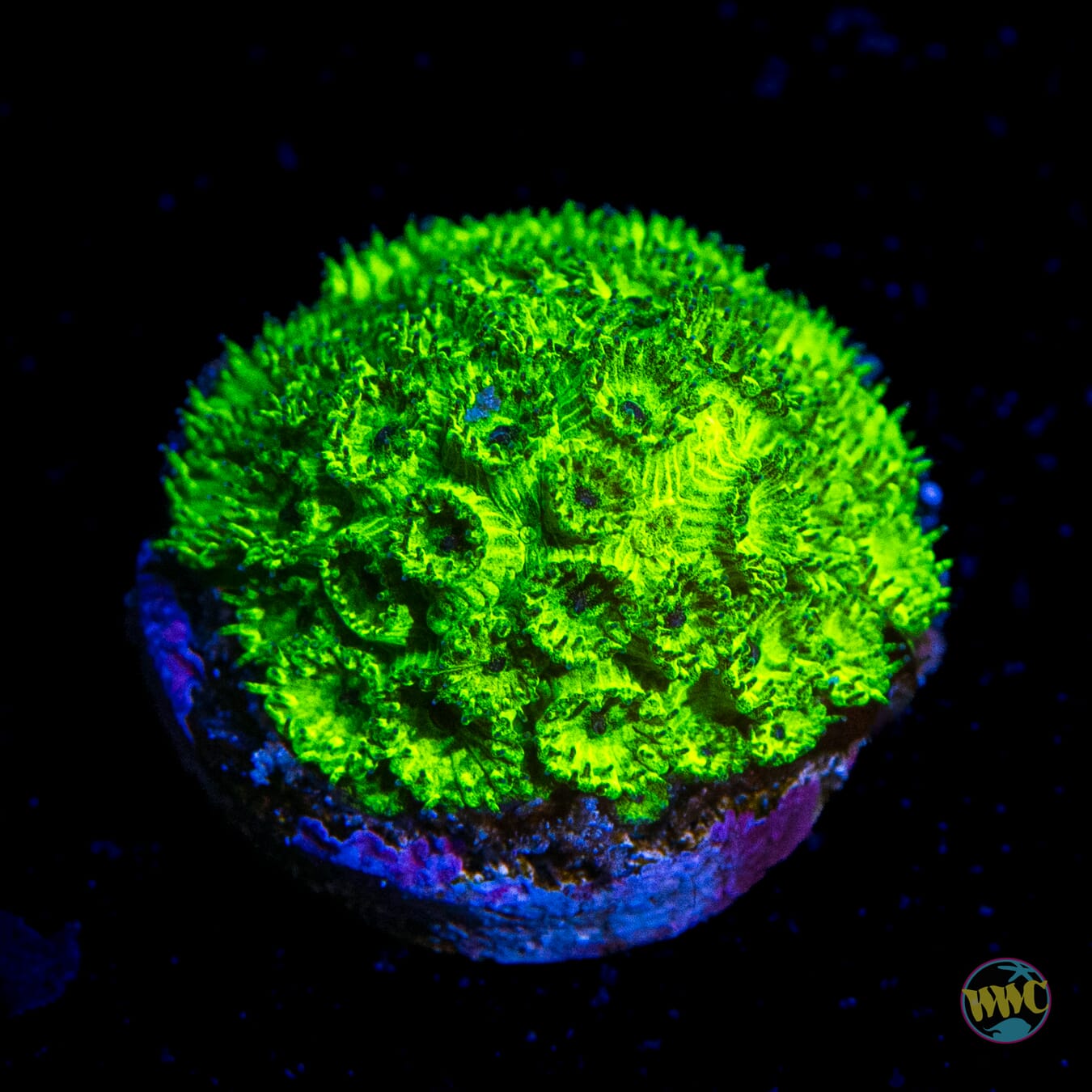 WWC Neon Plesiastrea