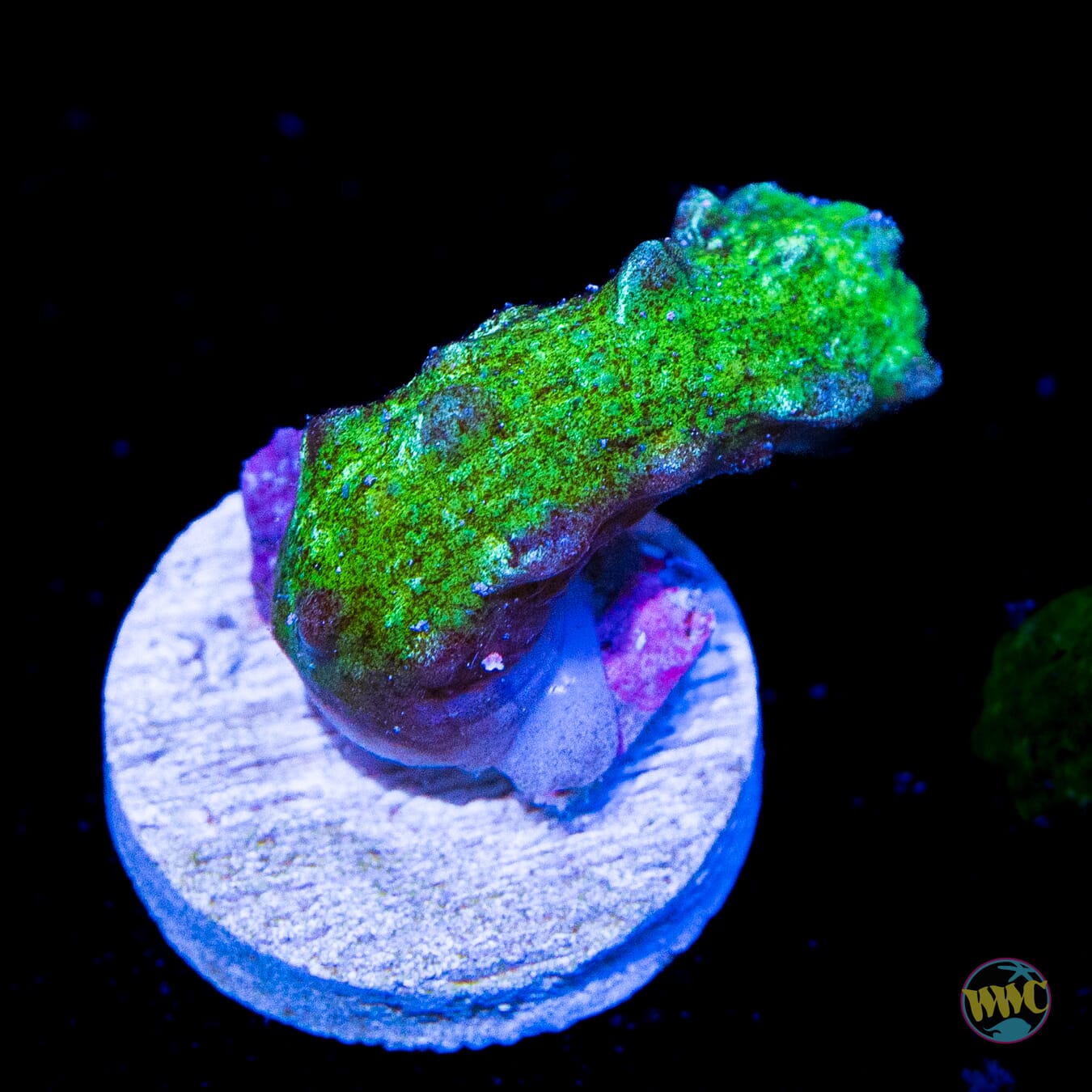 JDub Special Green Snake Polyps