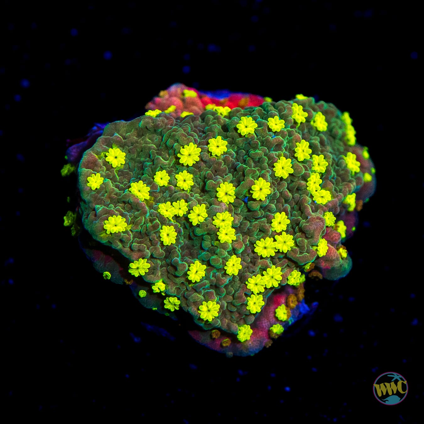 WWC Sunfire Grafted Cap Montipora