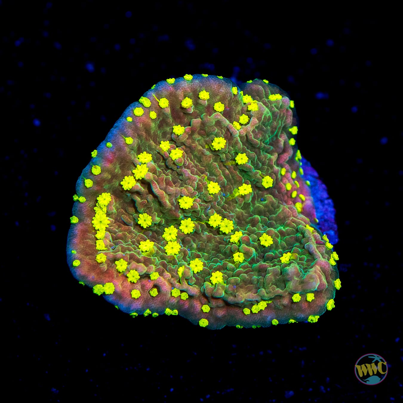 WWC Sunfire Grafted Cap Montipora