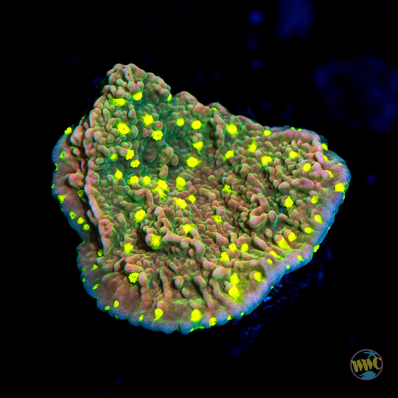 WWC Sunfire Grafted Cap Montipora