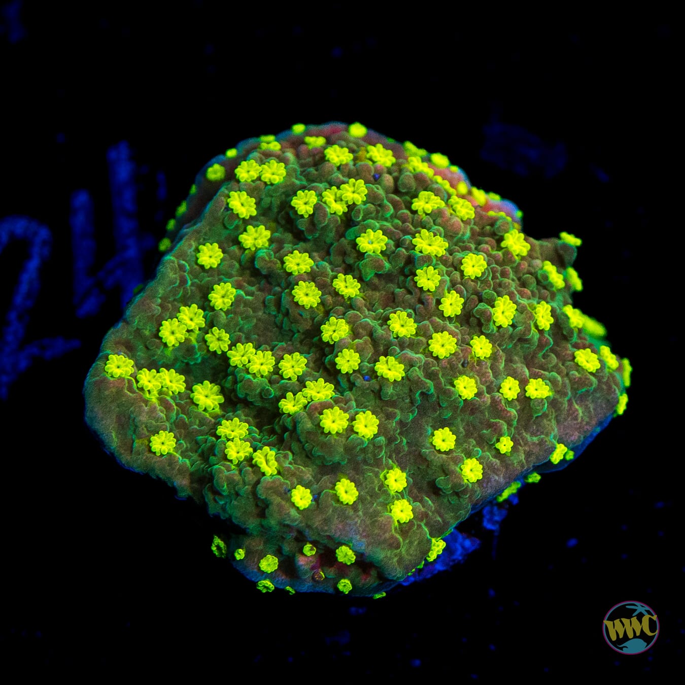 WWC Sunfire Grafted Cap Montipora