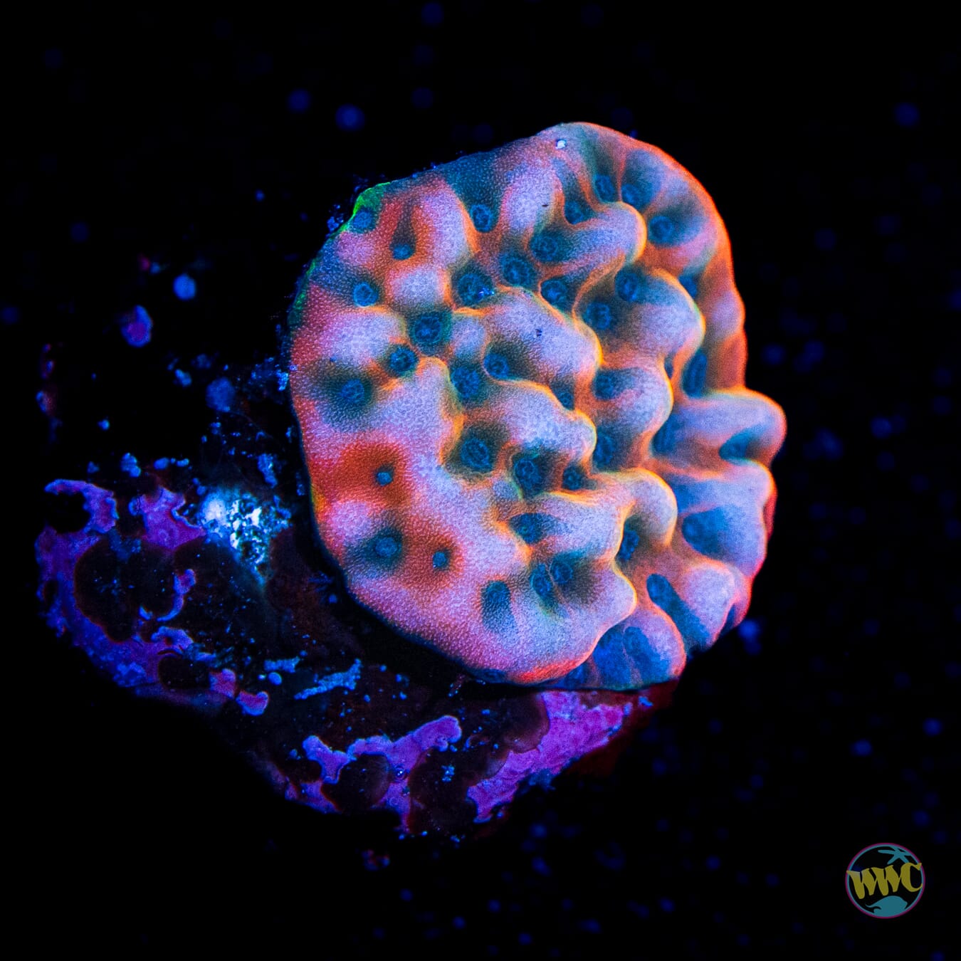 Jason Fox Altered Ego Montipora