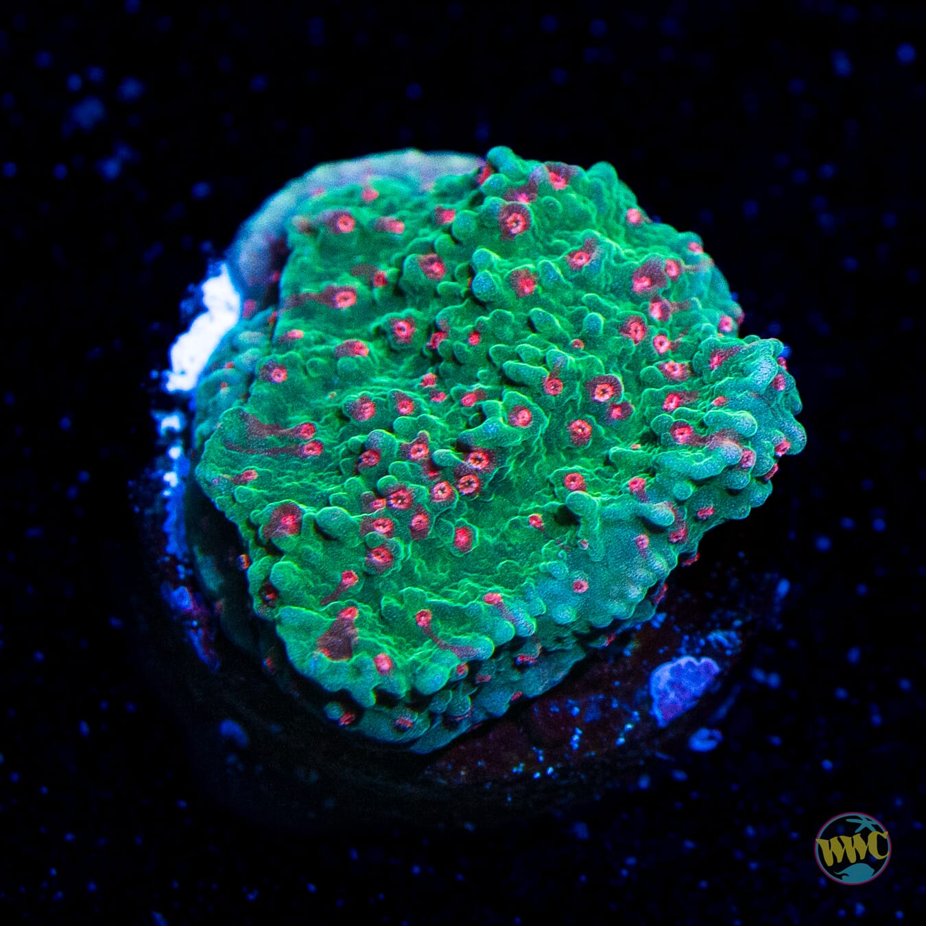 Pink Polyp Cap Montipora