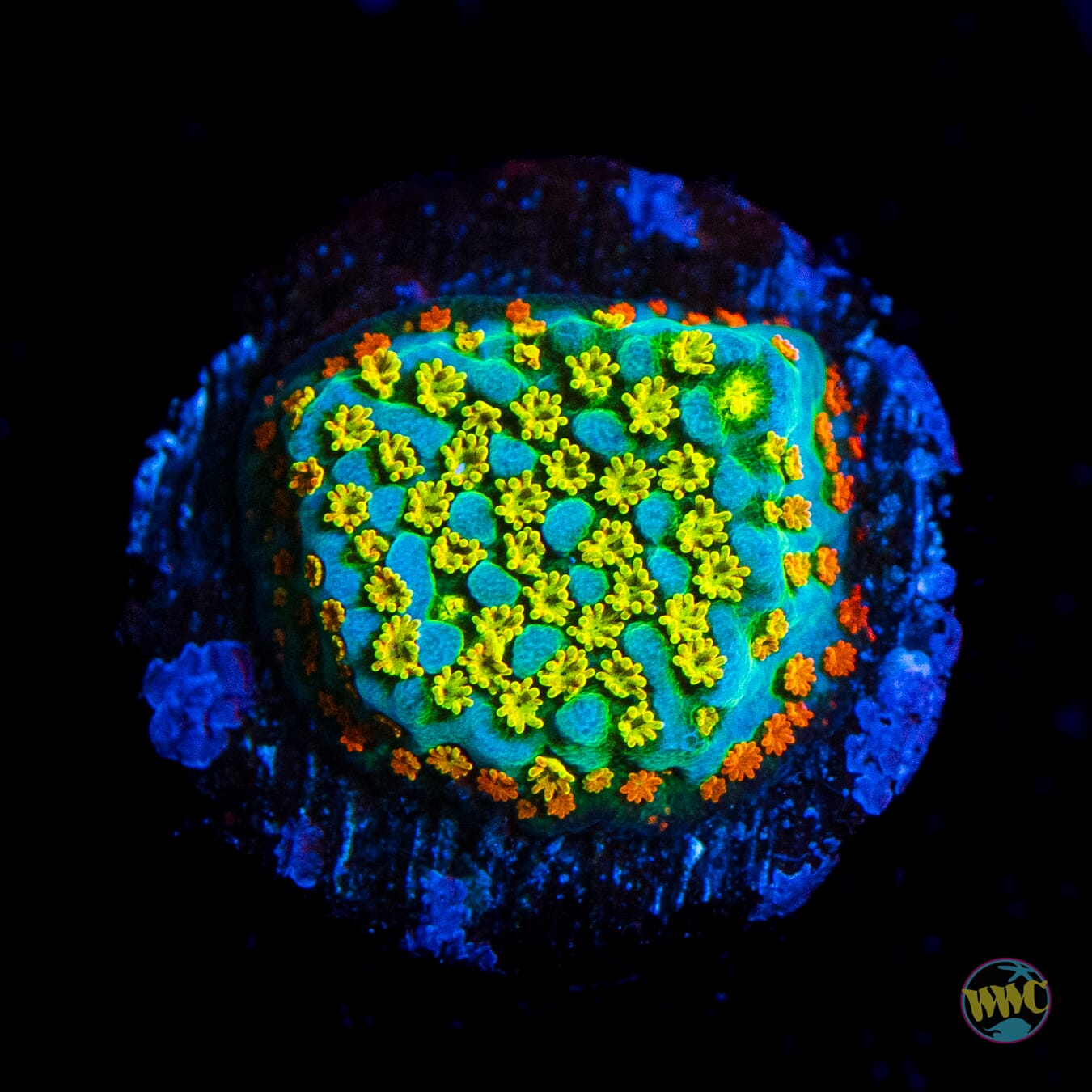 Jason Fox Fruity Pebbles Montipora