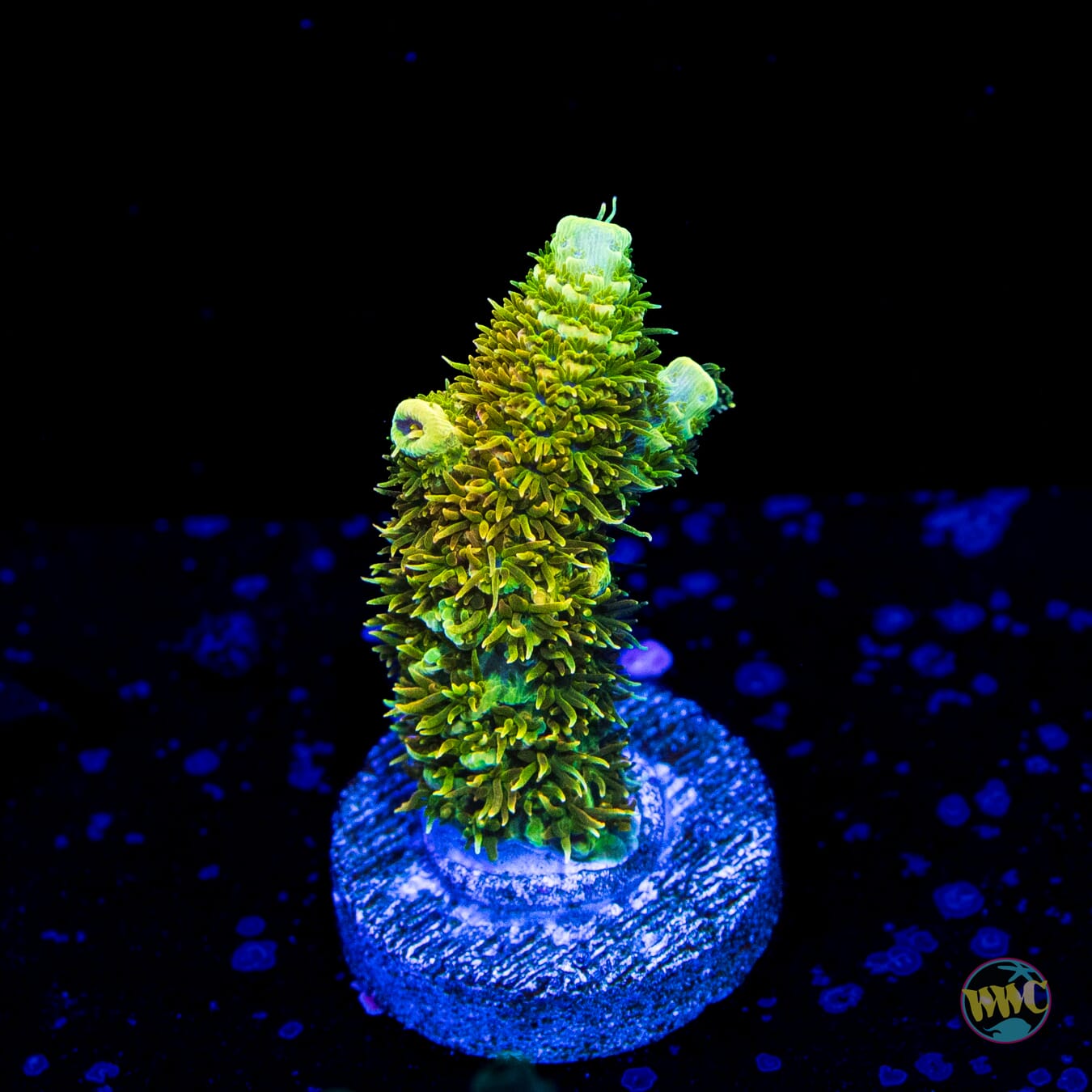 WWC Cactus Cooler Mille Acropora