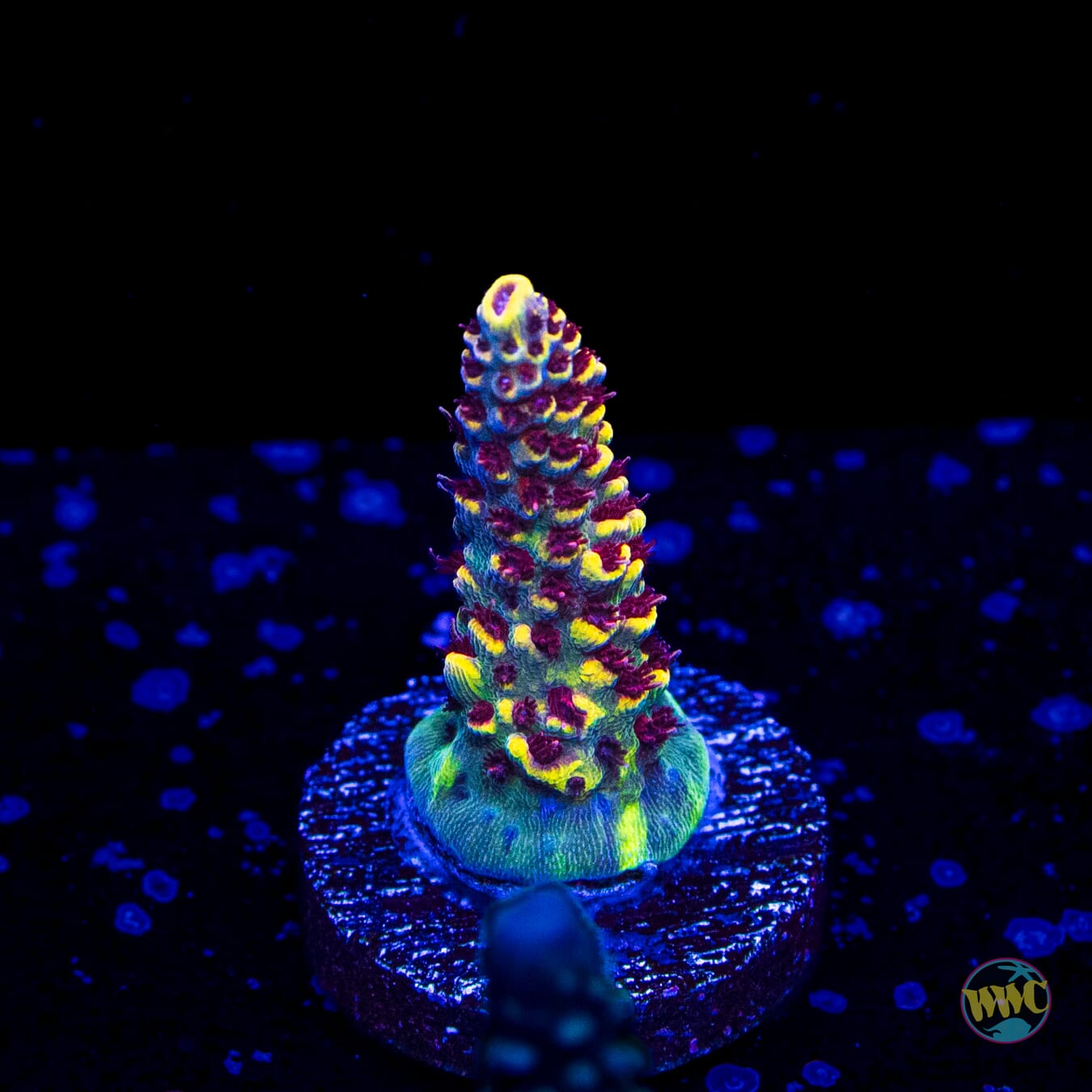 WWC Super Red Polyp Clathrata Acropora