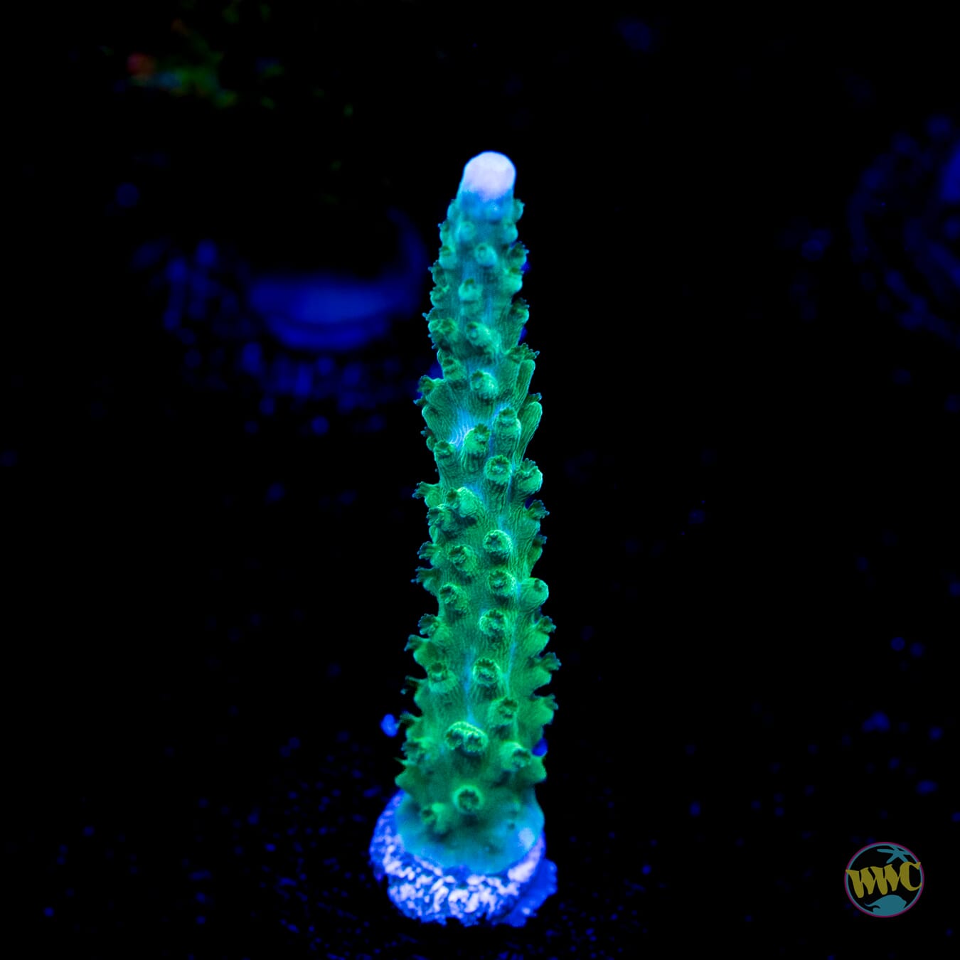 WWC Green Lightning Stag Acropora