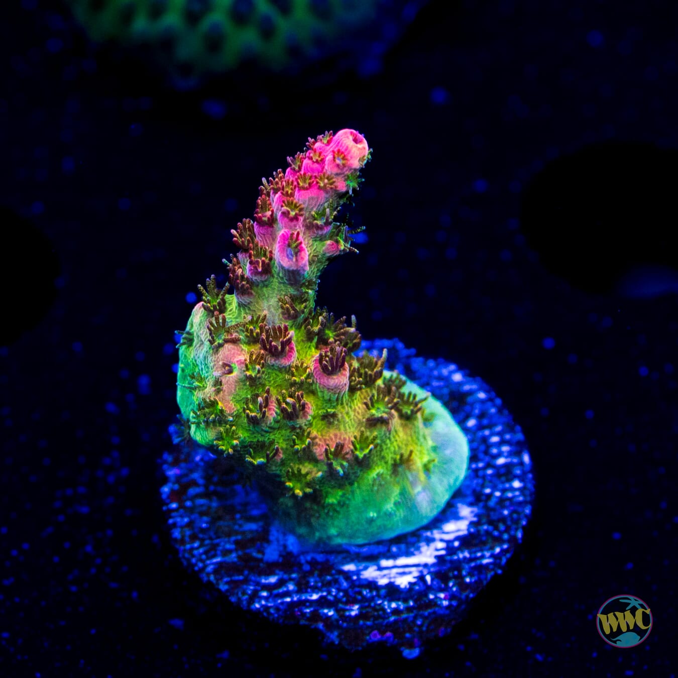 WWC Jello Shot Acropora