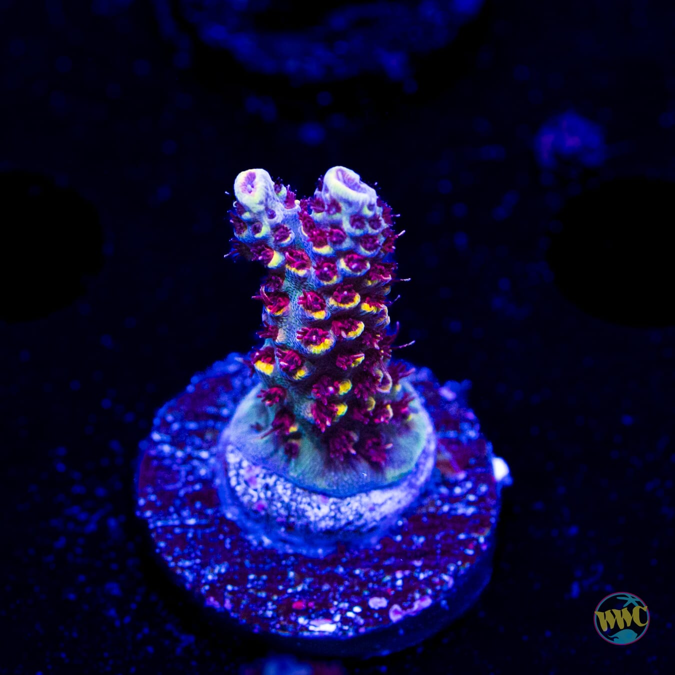 WWC Super Red Polyp Clathrata Acropora