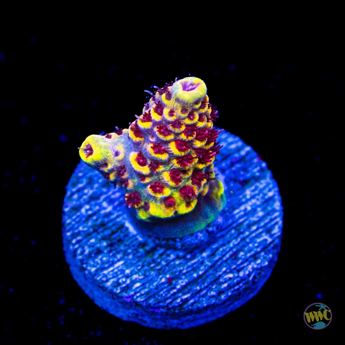 WWC Super Red Polyp Clathrata Acropora