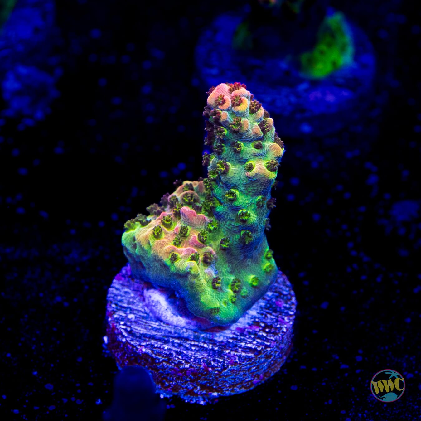 WWC Jello Shot Acropora