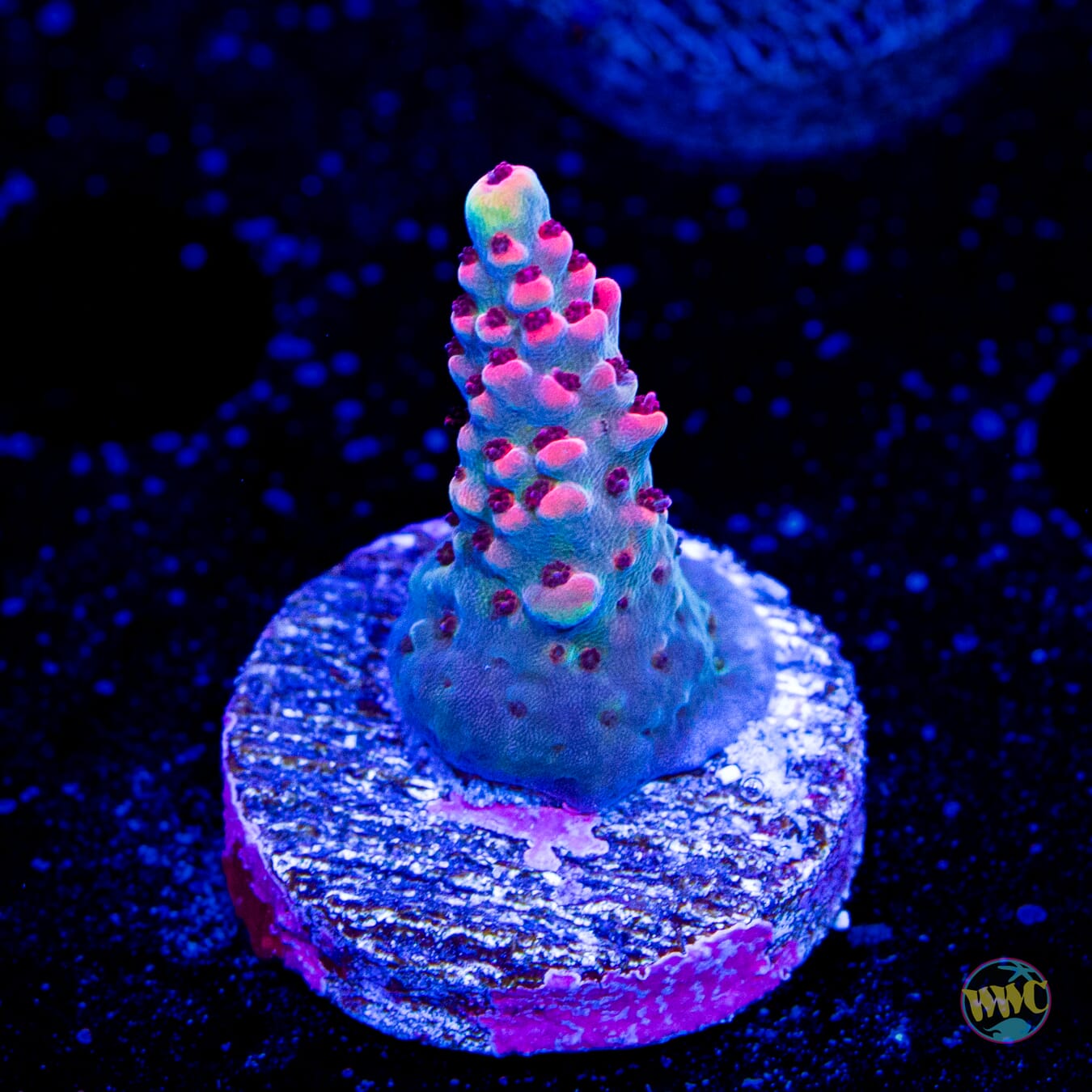 WWC Watermelon Smasher Acropora