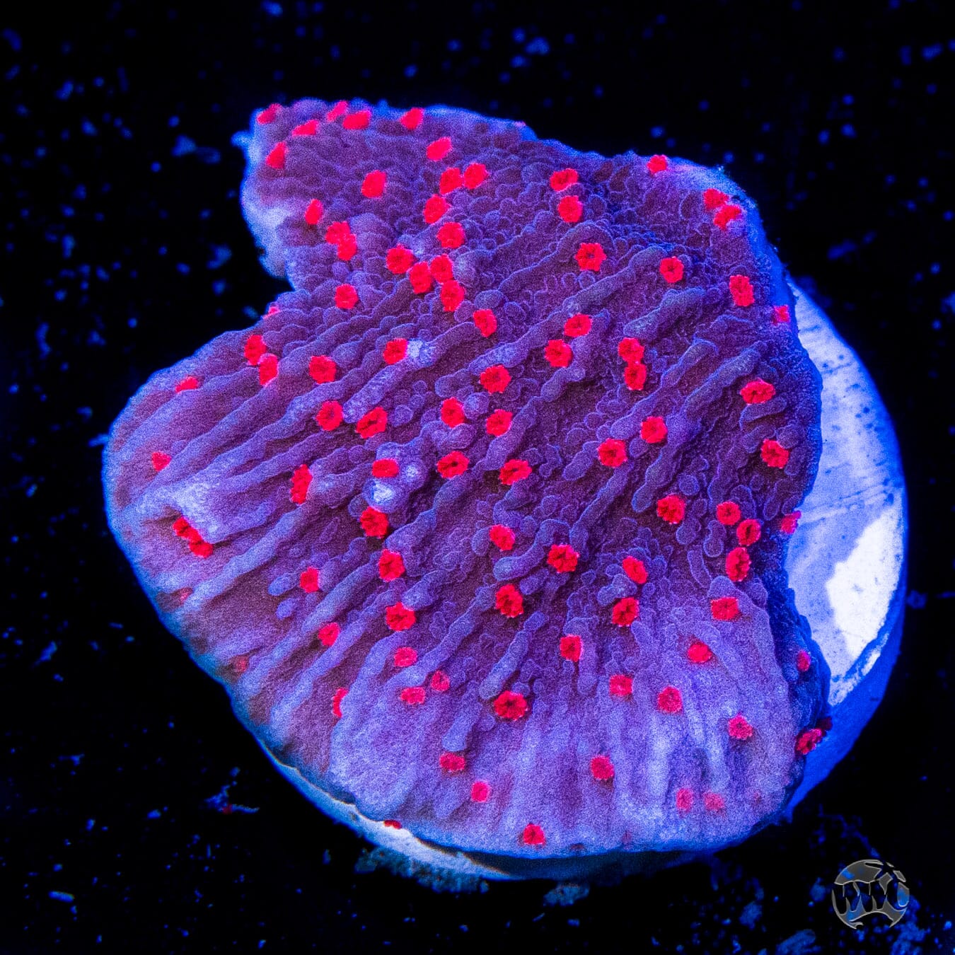 Red Roses Montipora Coral