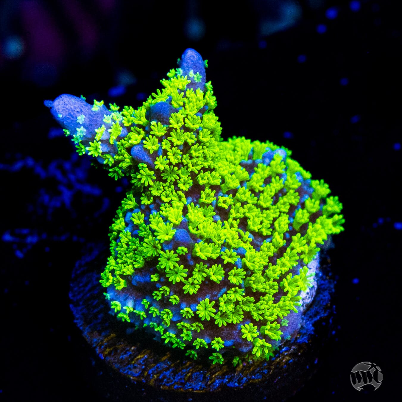 Tubbs Stellata Montipora