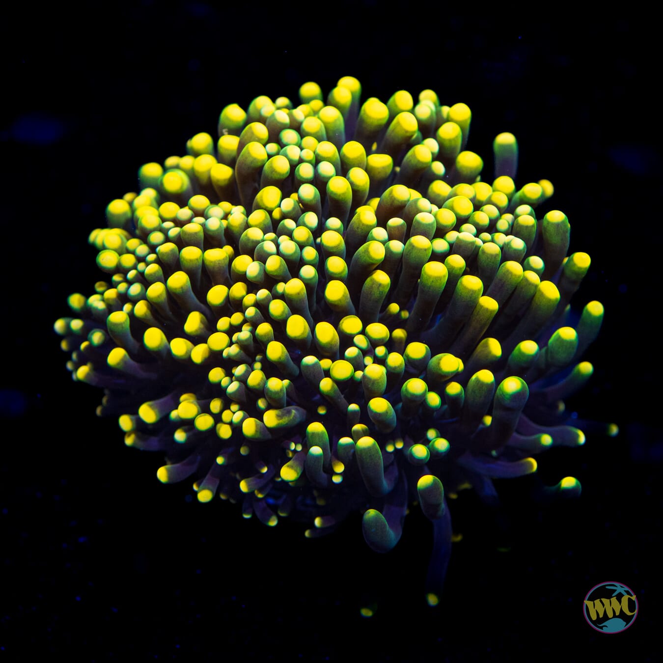 Neon Yellow Moon Cristata Torch